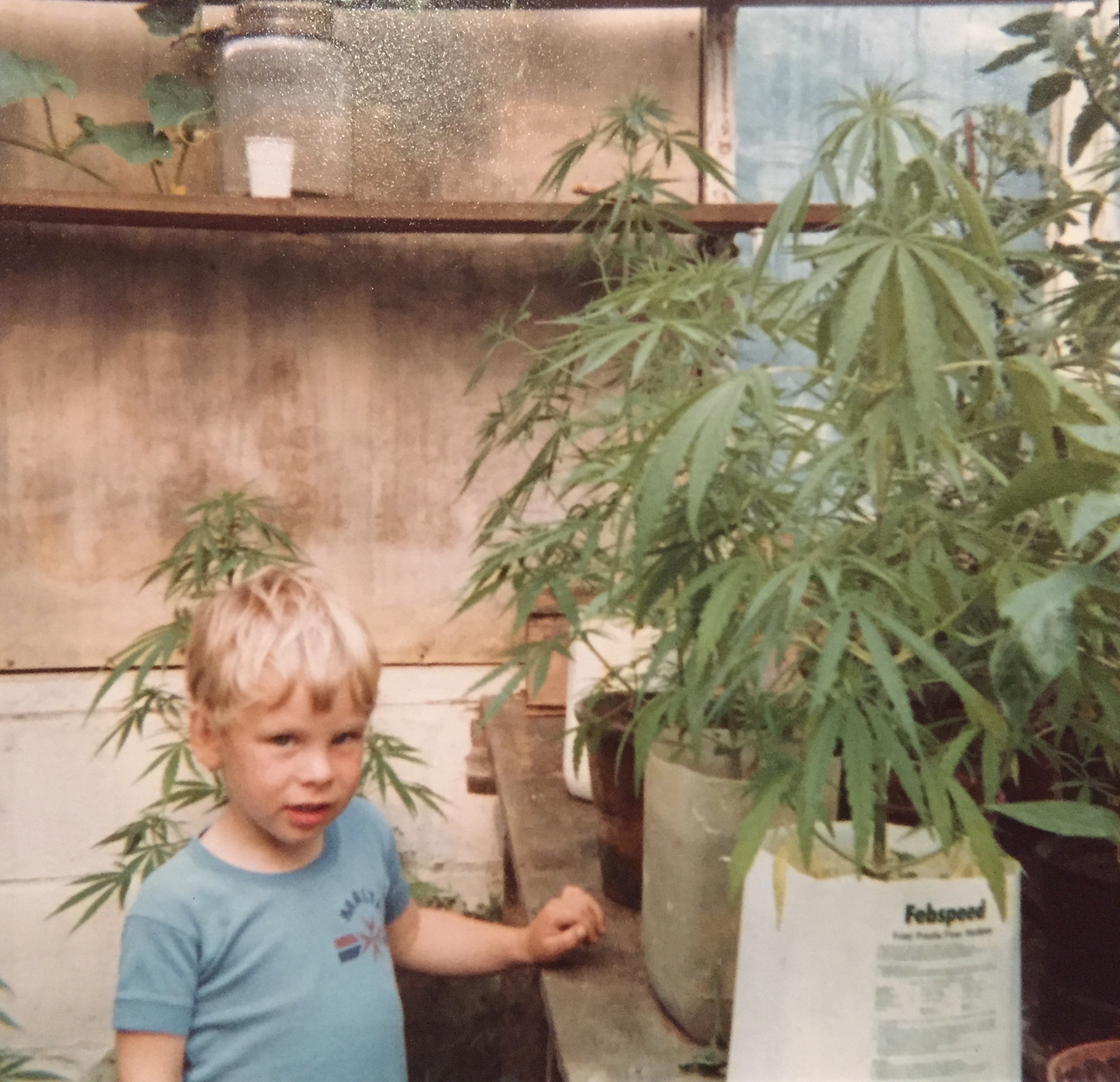 Cannabis Greenhouse