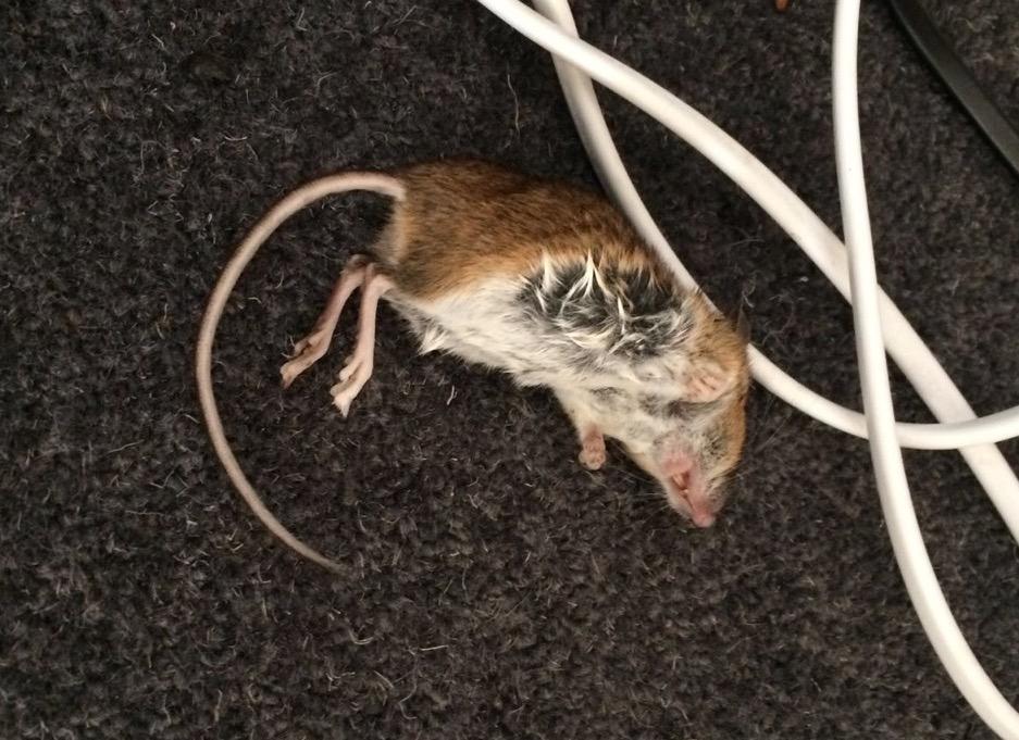 Dead mouse