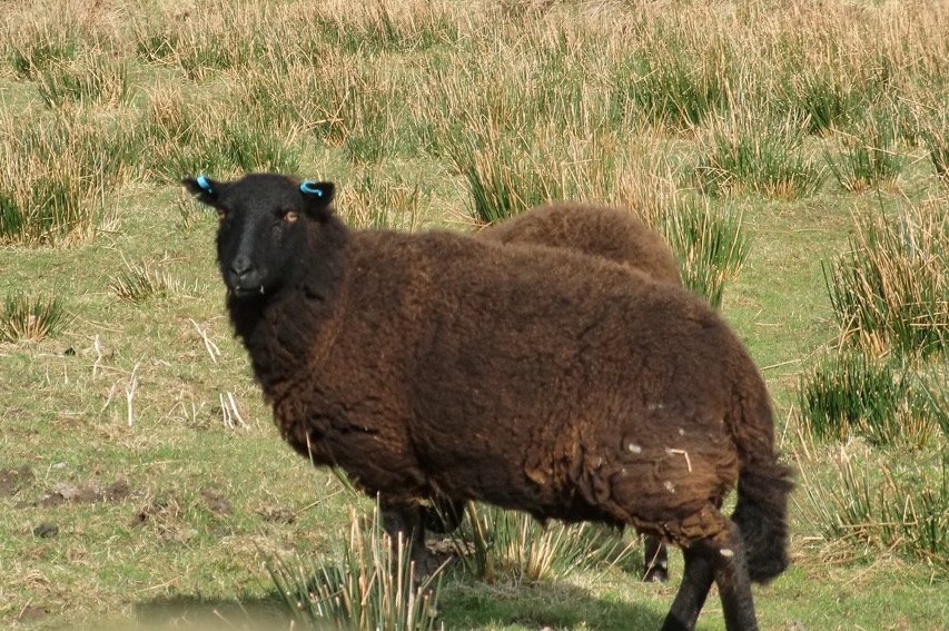 Baa Baa Black Sheep