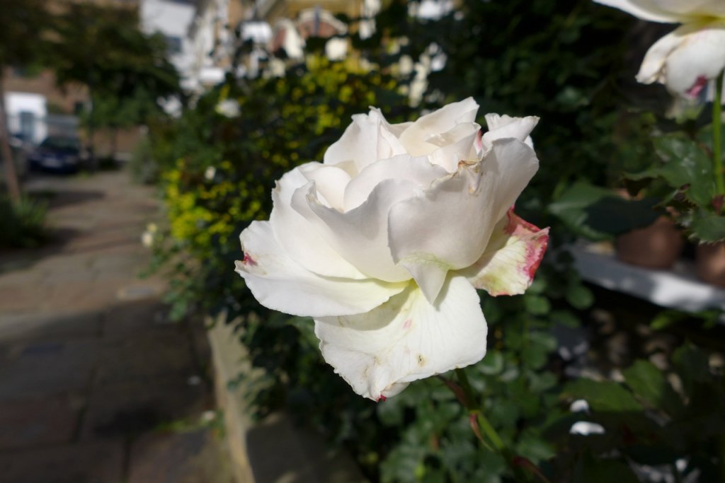 White rose