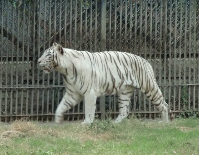 White Tiger