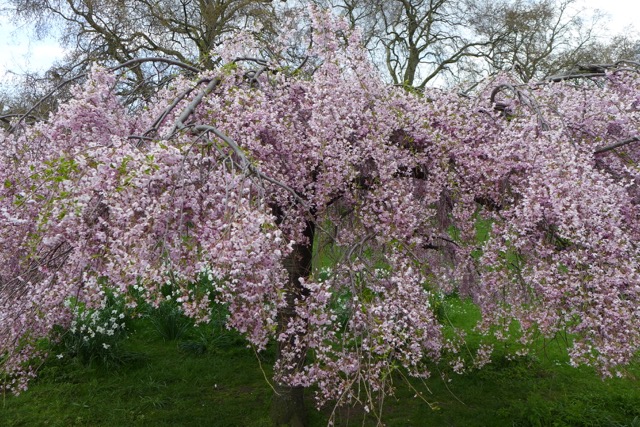 Cherry Blossom