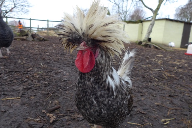 Punk Chicken