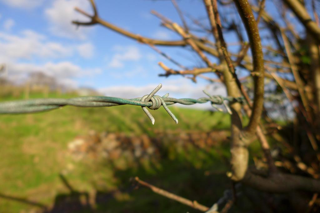 Barbed Wire