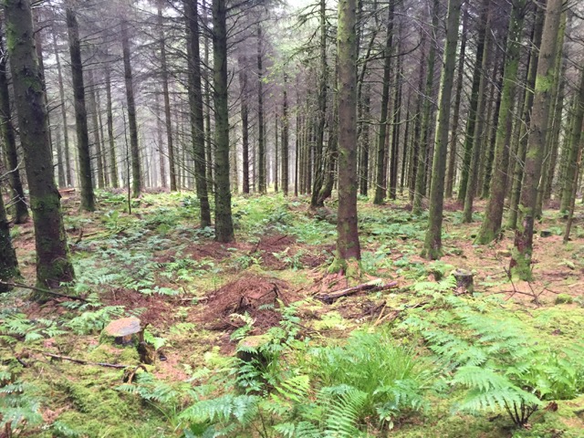 Trees in the Wood