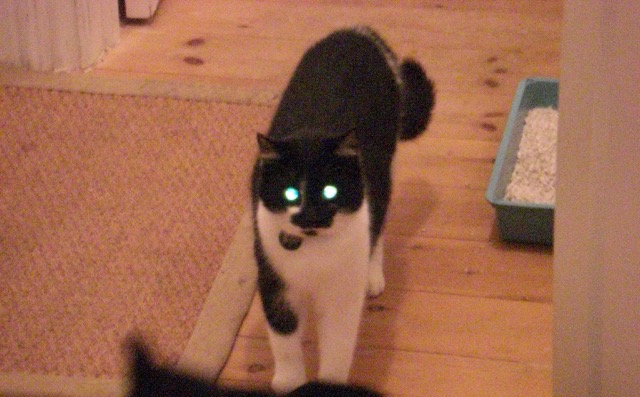 Laser Eye Cat
