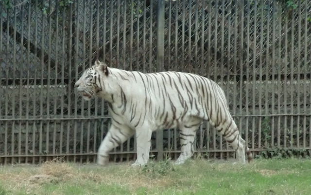 White Tiger