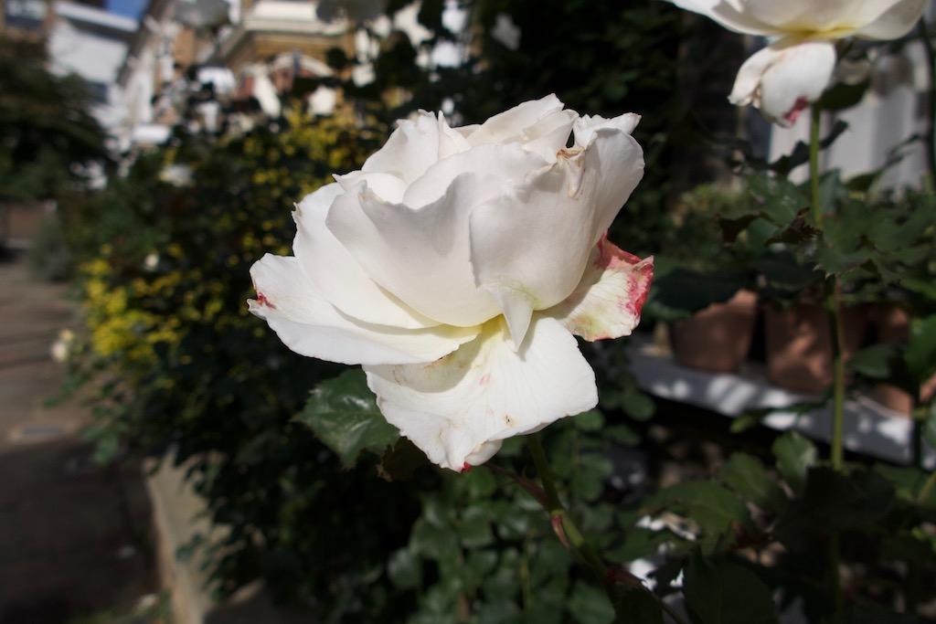 White rose