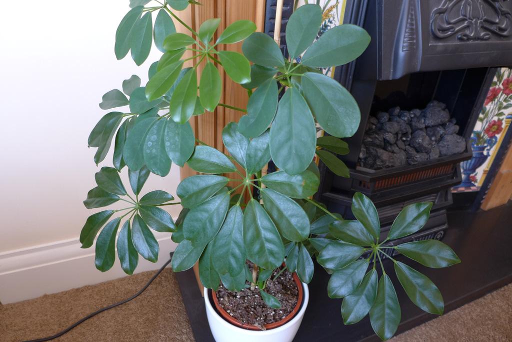 Umbrella plant