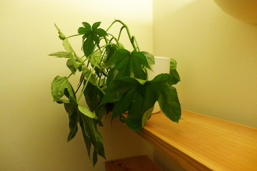 Drooping house plant