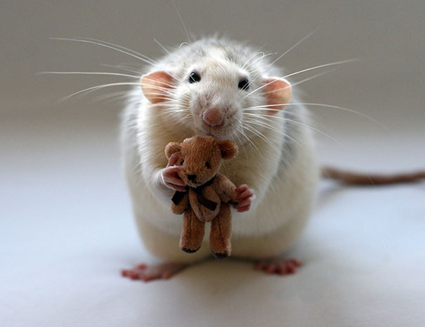 Rat and teddy bear