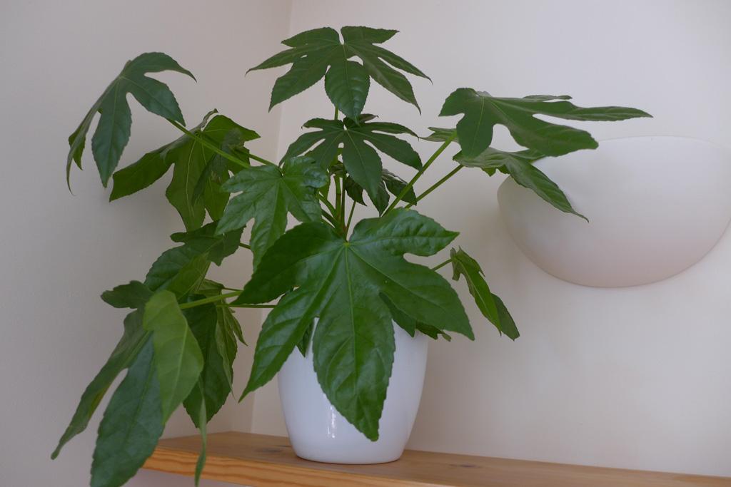 Castor oil plant