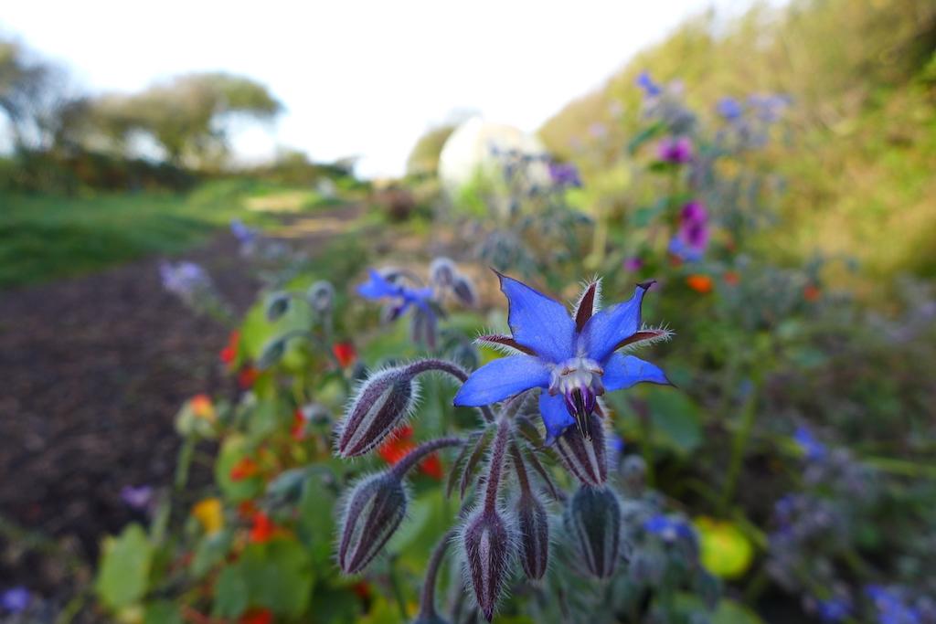 Yet another pretty flower