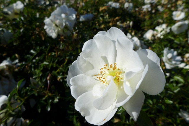 White Rose