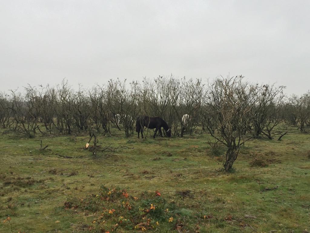 New Forest Ponies