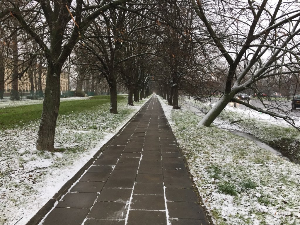Snowy tree path