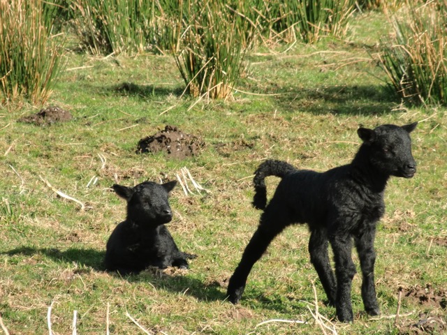 Black Lambs