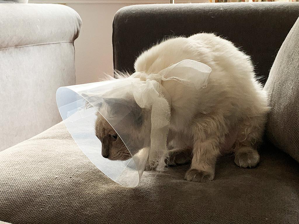 Cone of shame