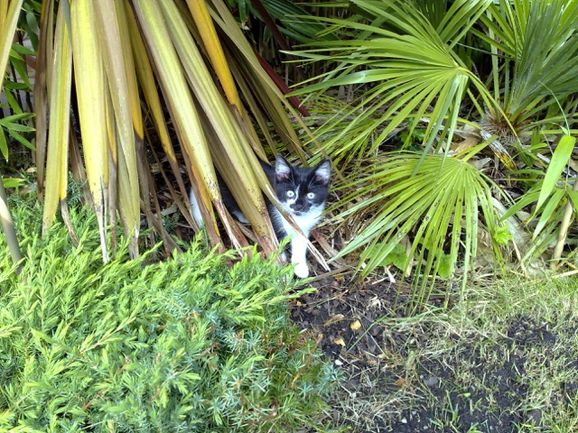 Jungle Kitty