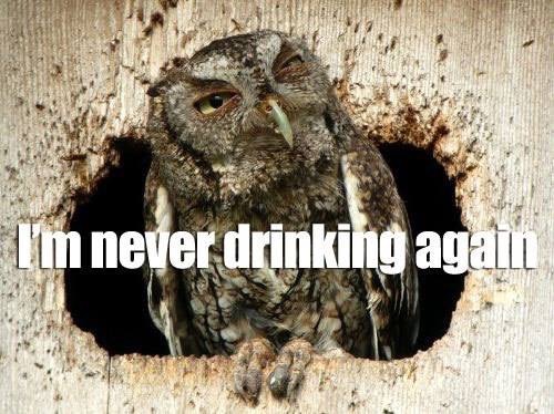 Owl Hangover