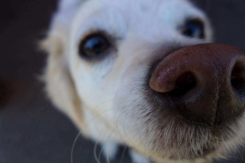 Doggo nose