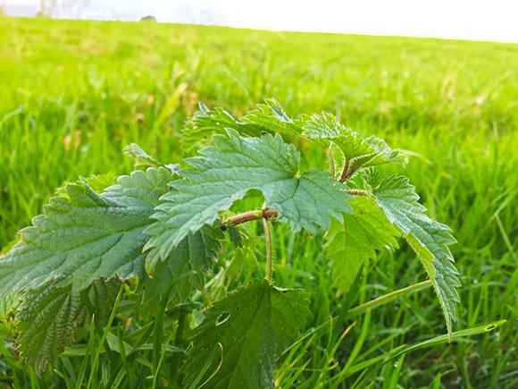 Nettles